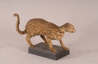 石虎藏品圖，第6張